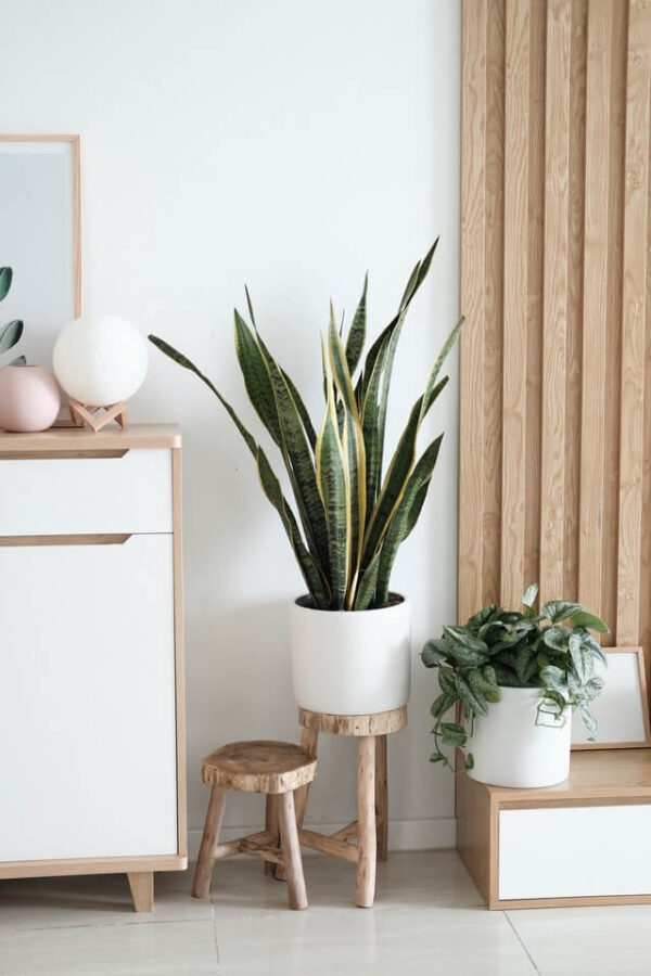 Sansevieria Golden Flame – Bild 2